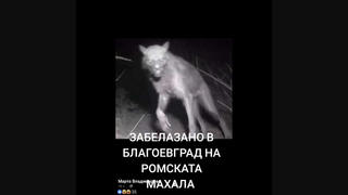 Fact Check: Photo Does NOT Show Werewolf-Like Creature In The Bulgarian City Of Blagoevgrad